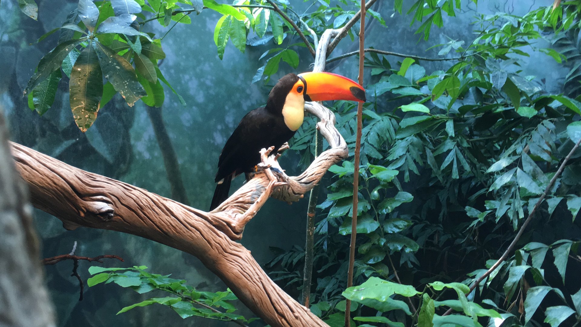 Toco toucan