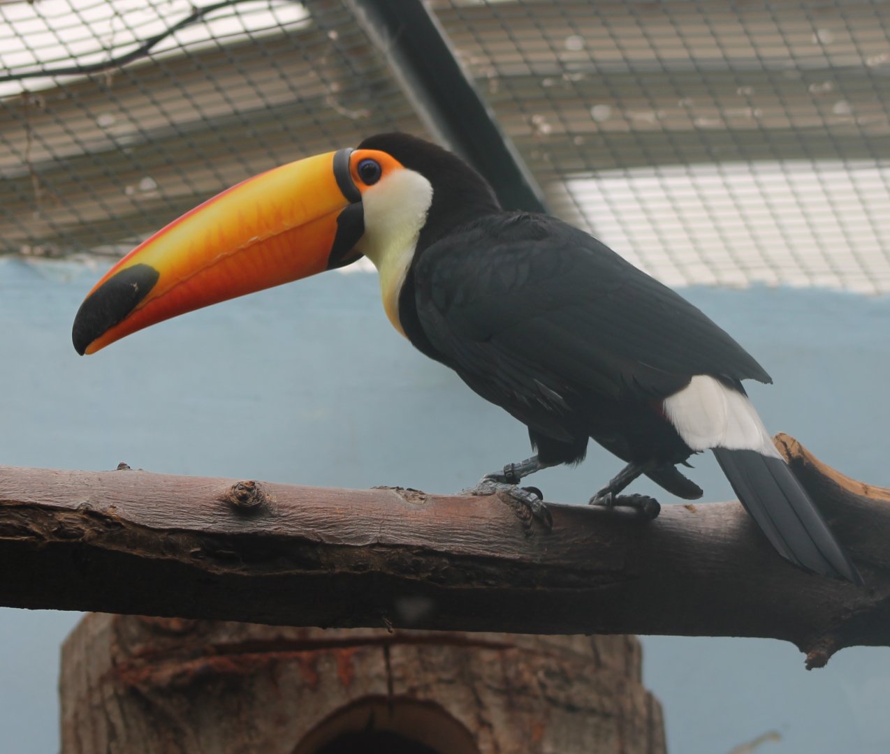 Toco toucan