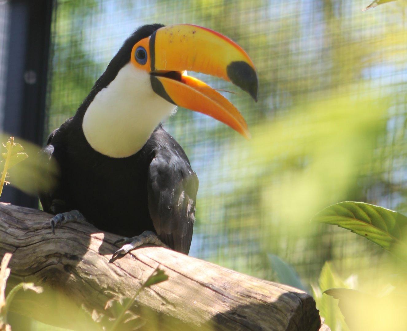 Toco toucan