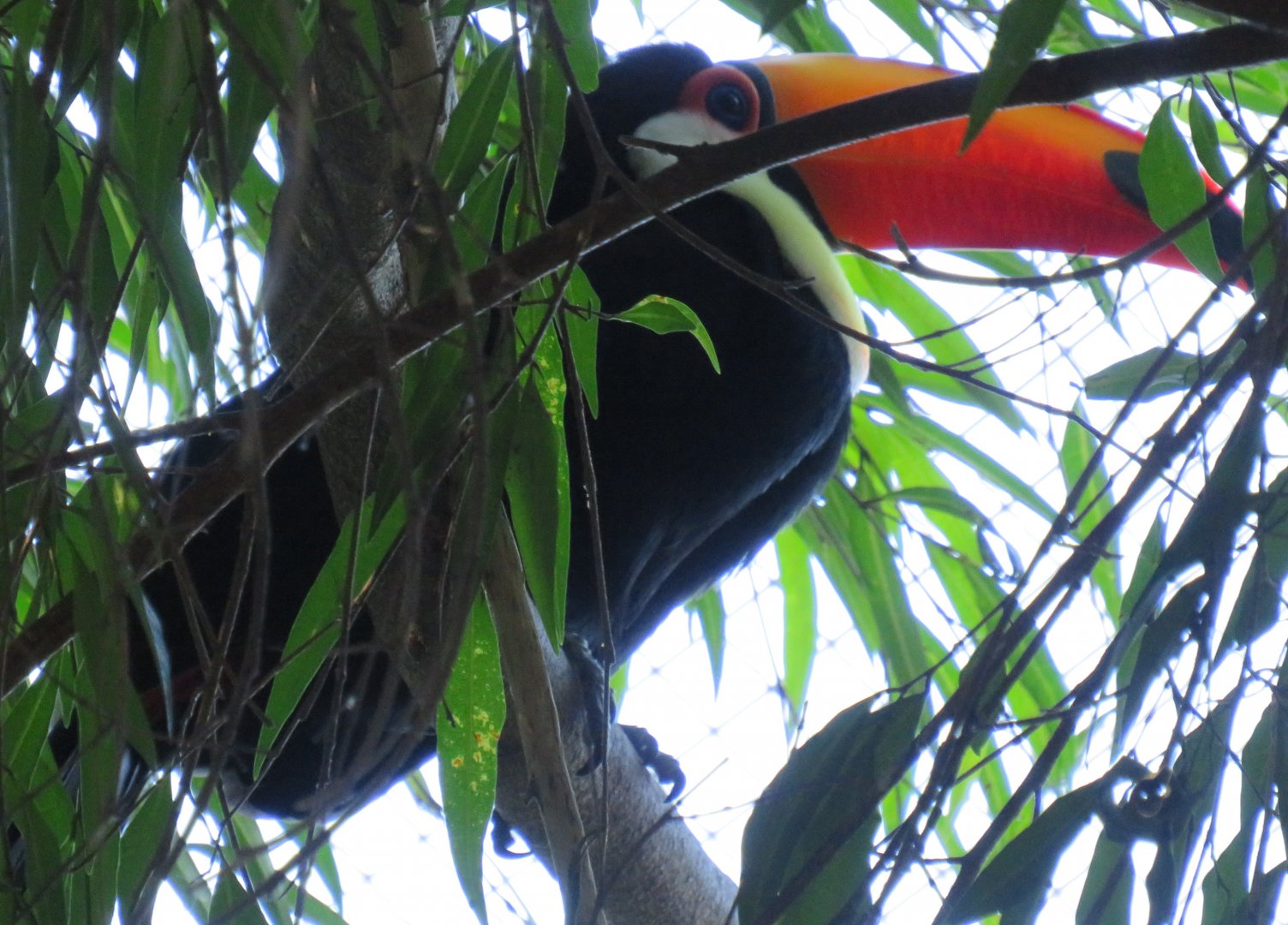 Toco toucan
