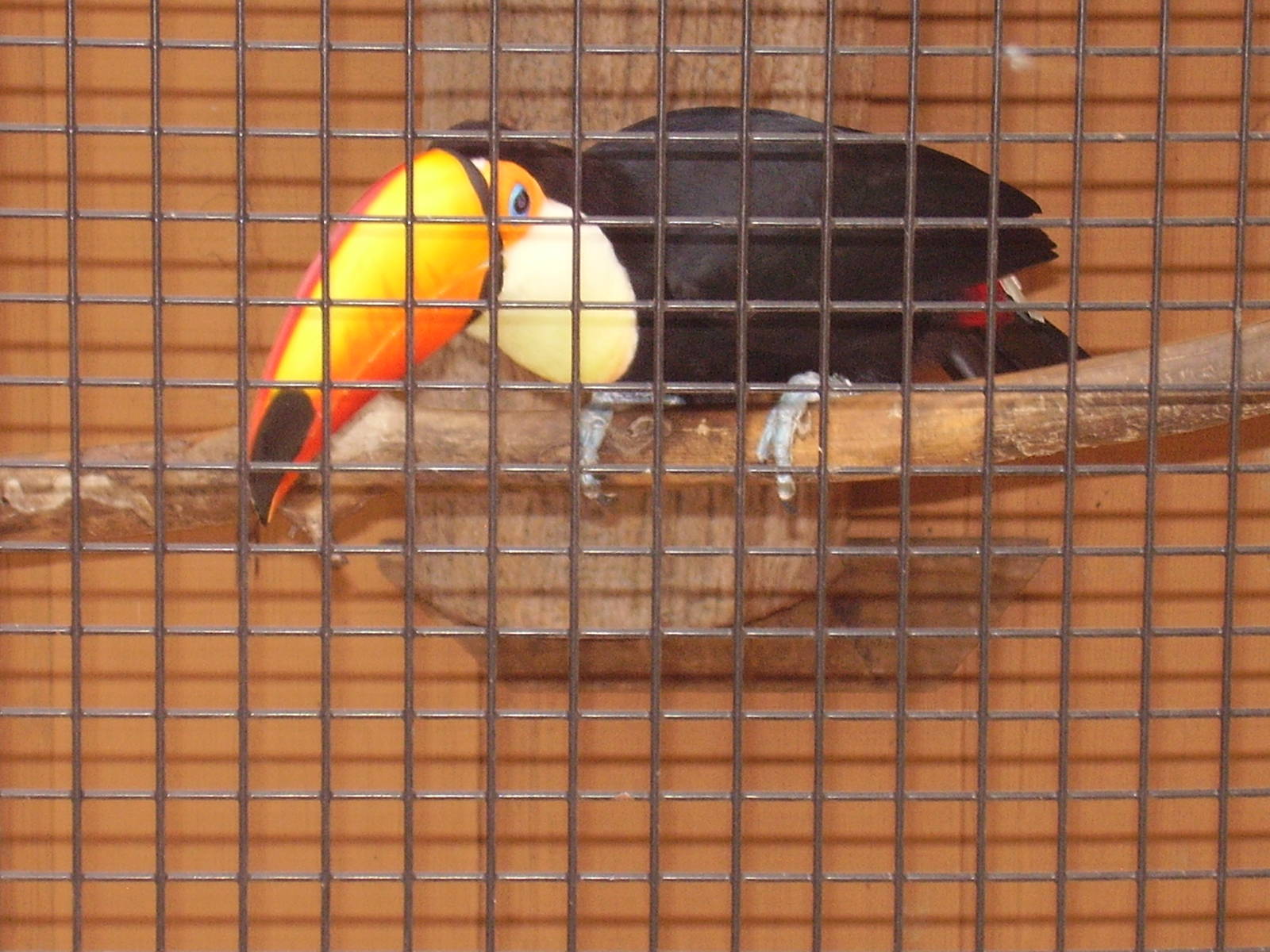 Toco Toucan