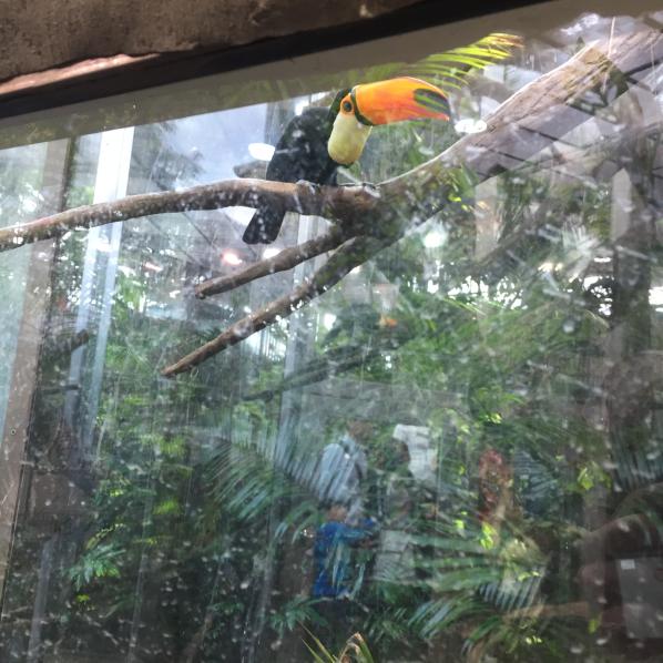 Toco Toucan
