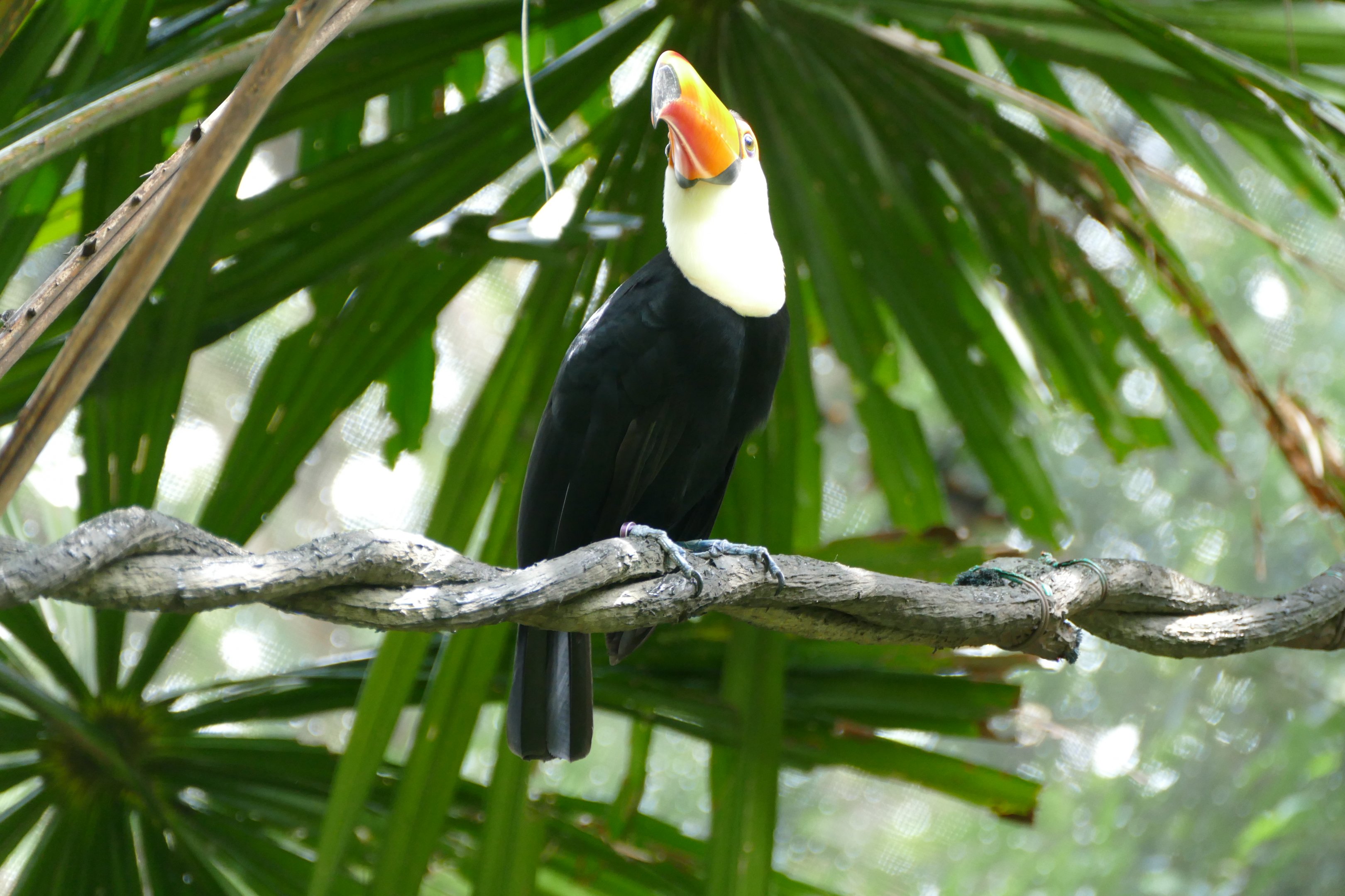 Toco Toucan