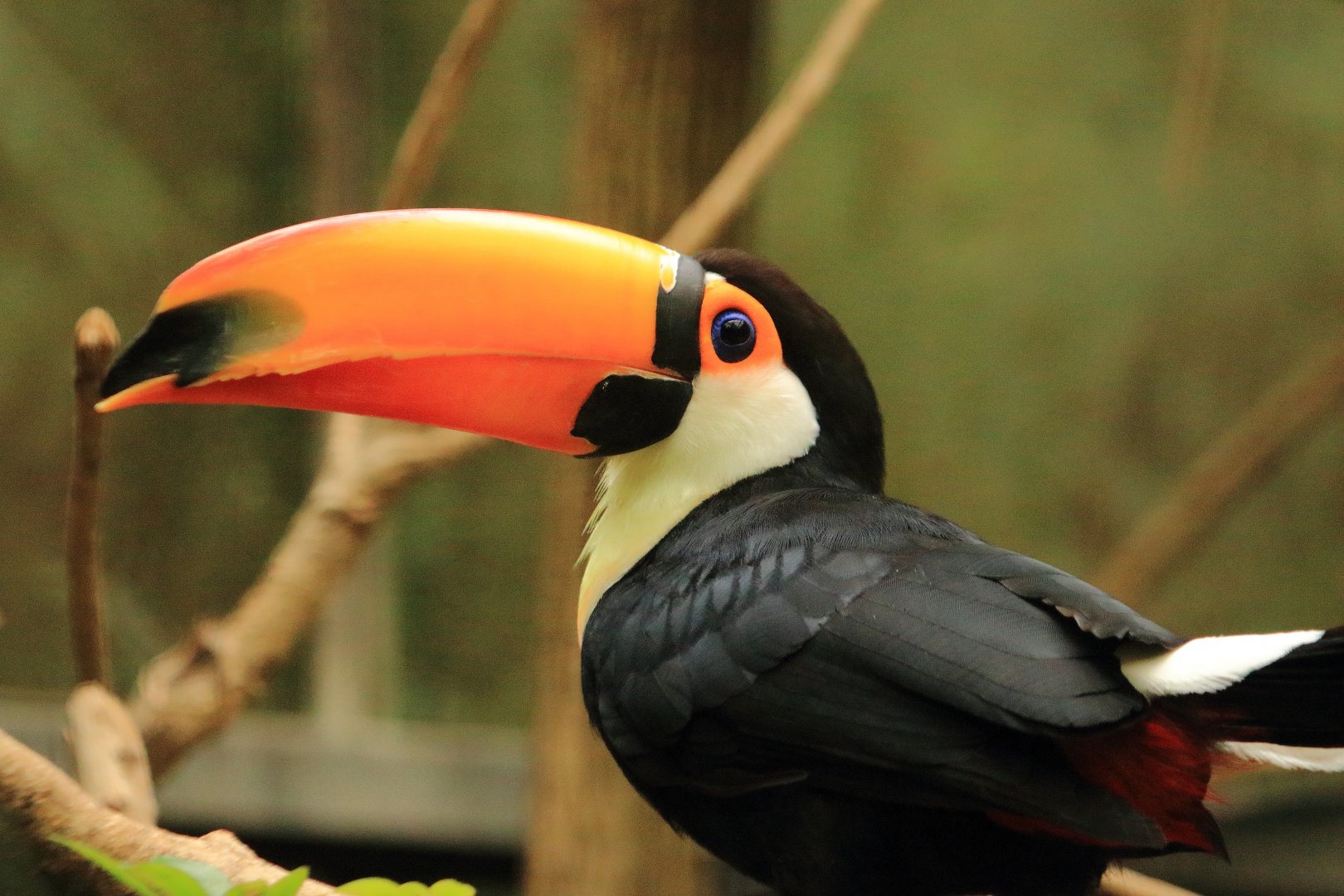 Toco Toucan