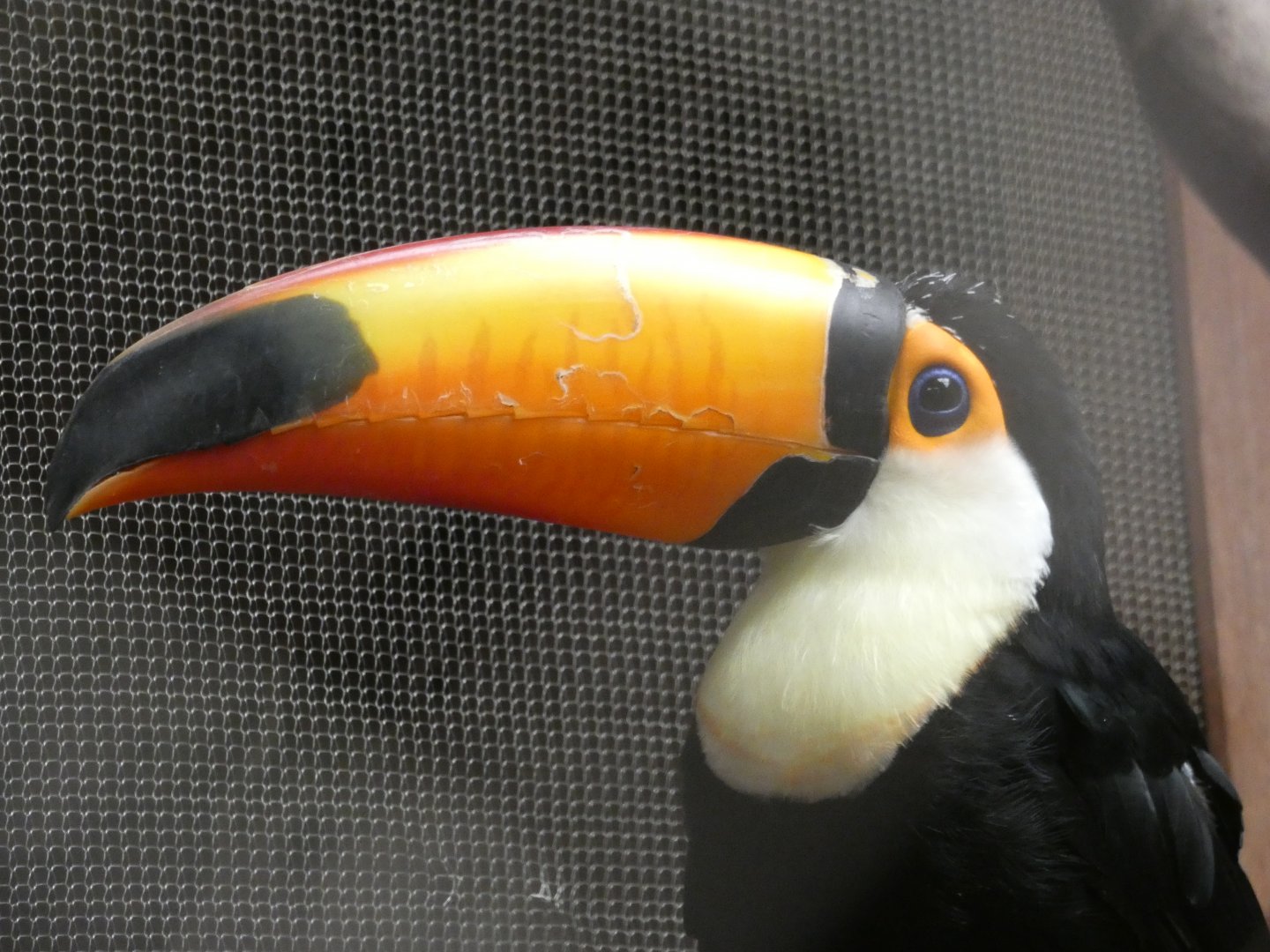 Toco Toucan