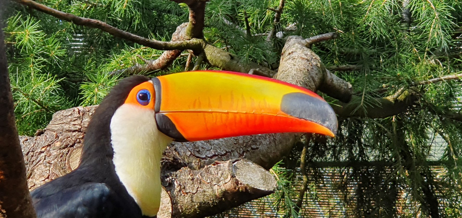toco toucan