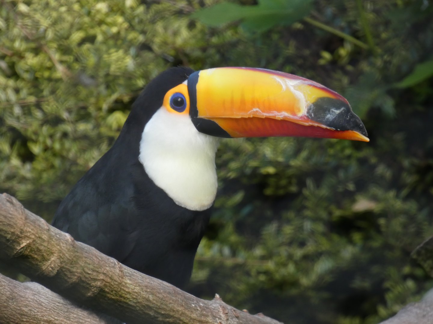 Toco Toucan
