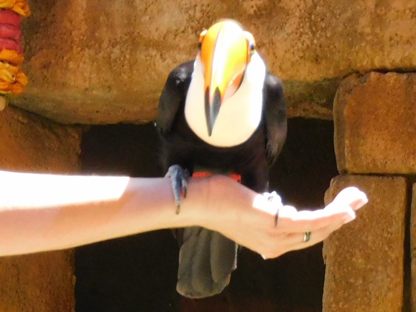 Toco toucan