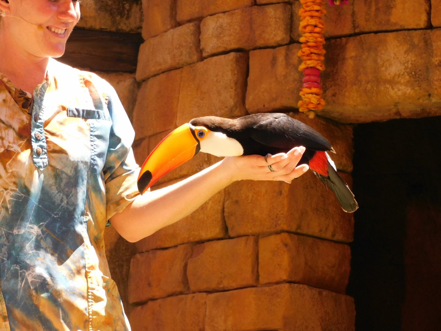 Toco toucan