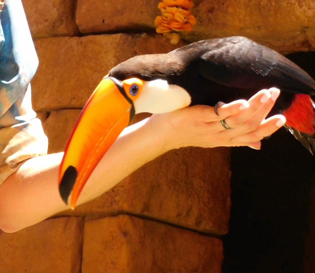 Toco toucan