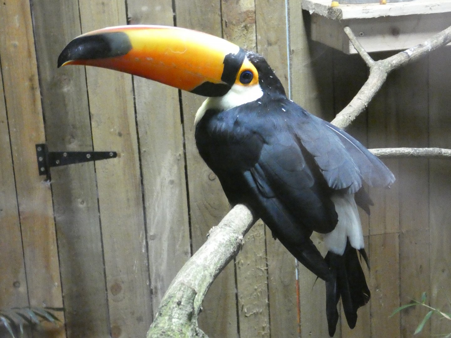 Toco toucan
