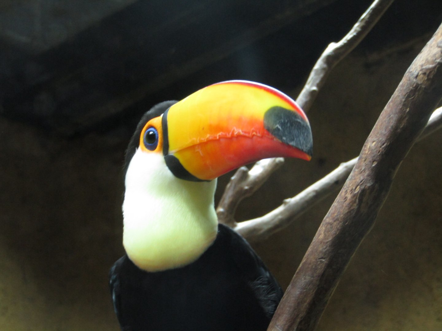 Toco Toucan
