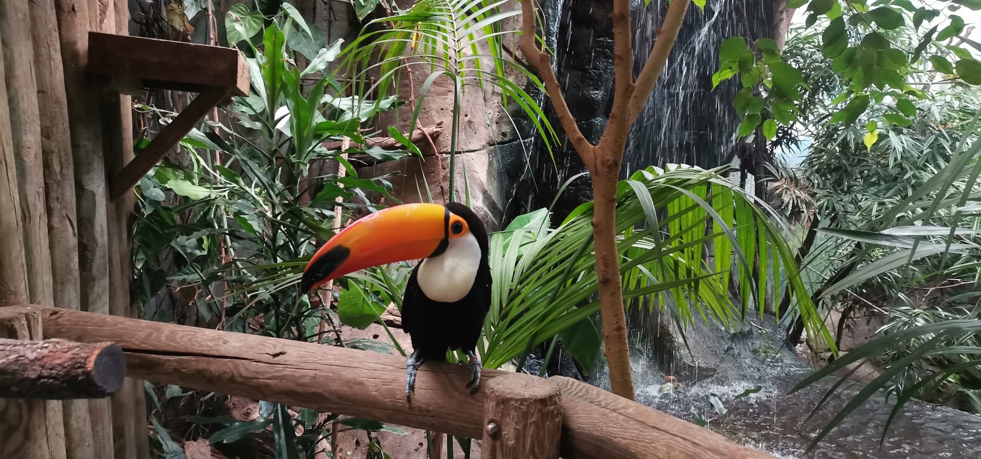 Toco Toucan