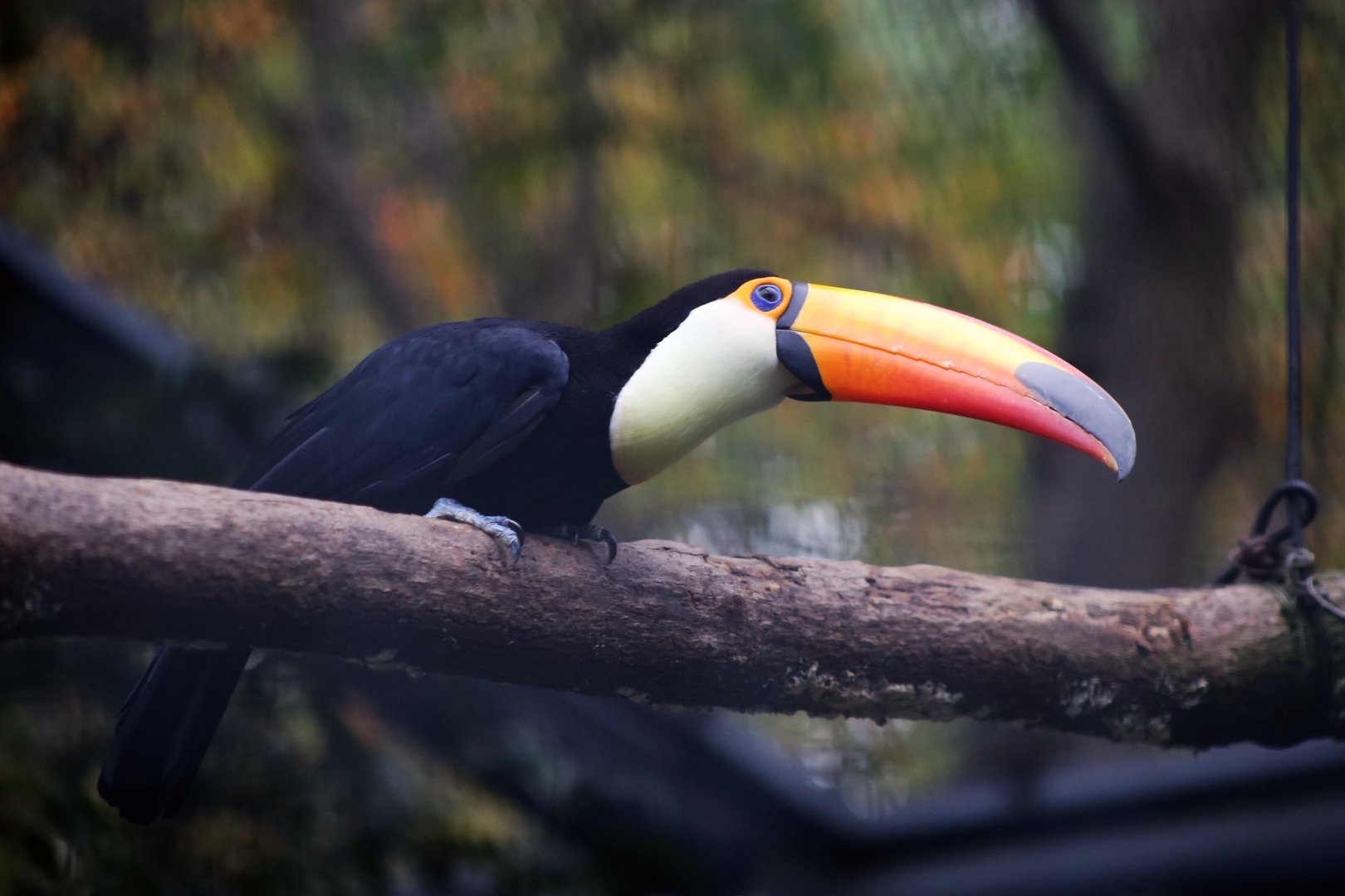 Toco Toucan