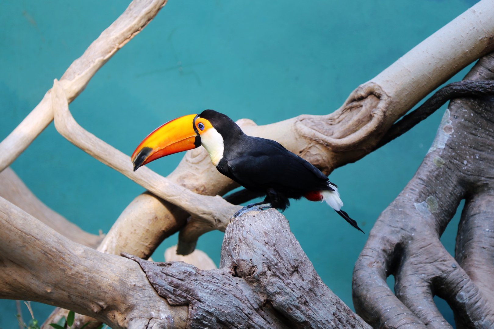 Toco Toucan