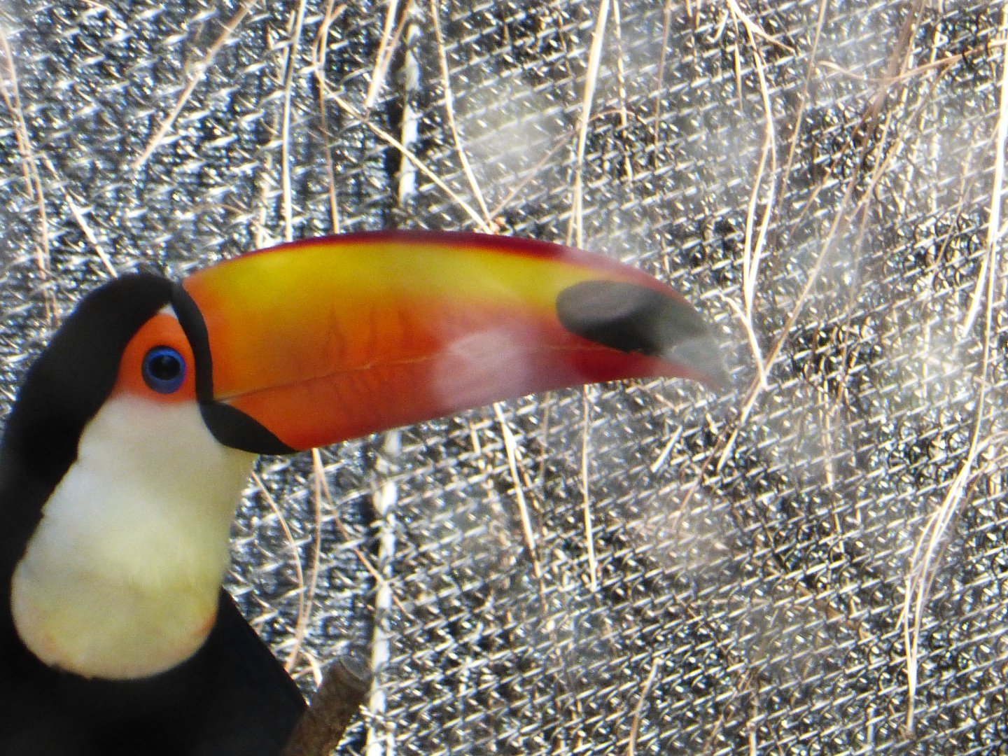 Toco toucan