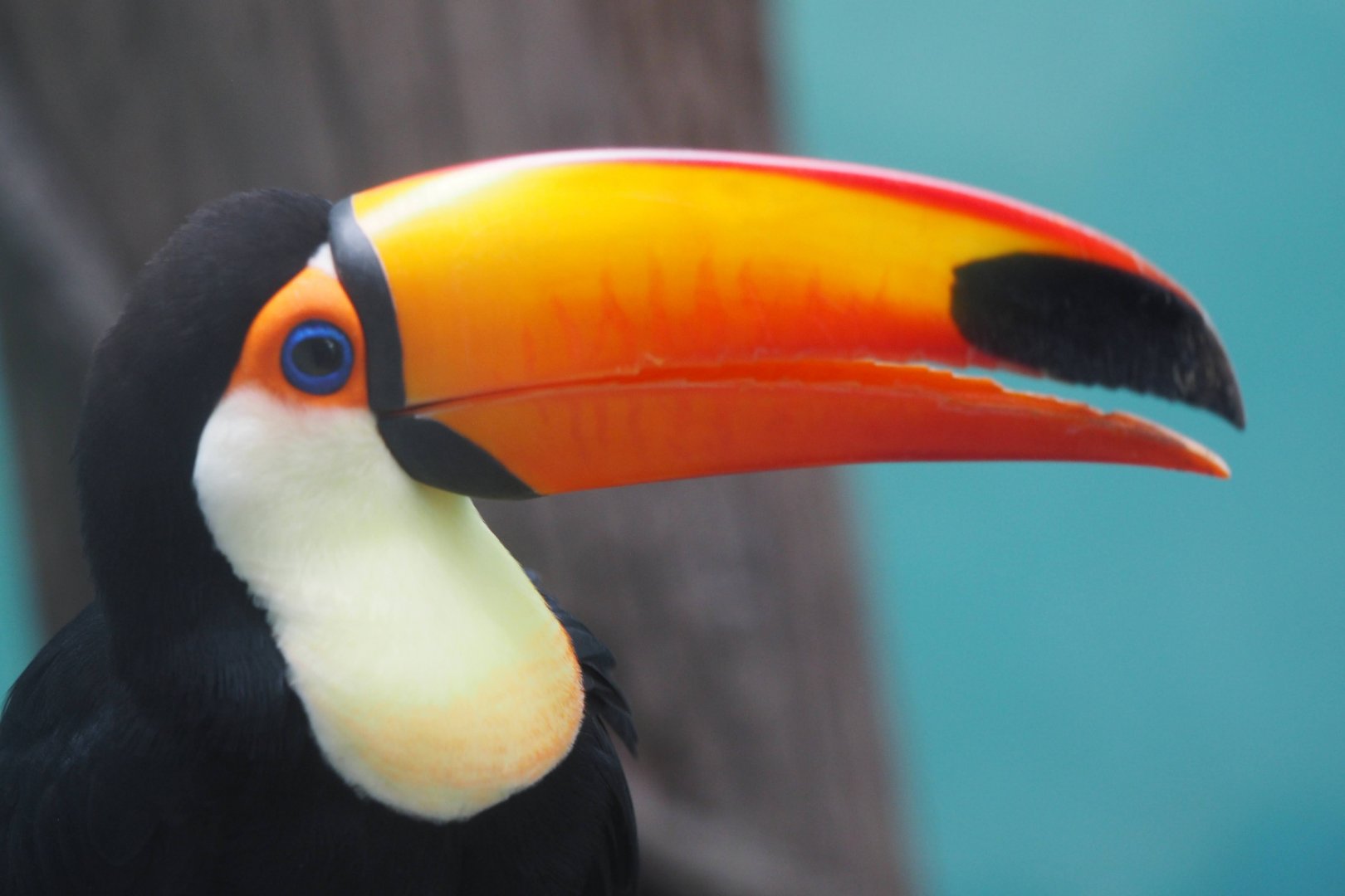 Toco toucan