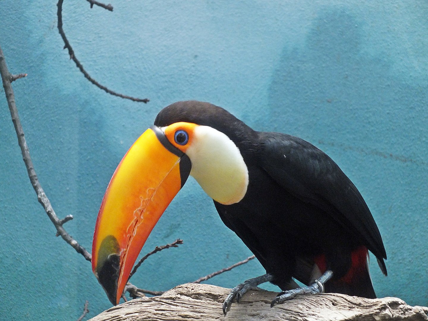 Toco toucan