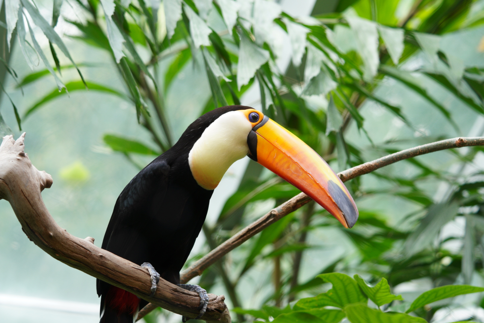 Toco Toucan