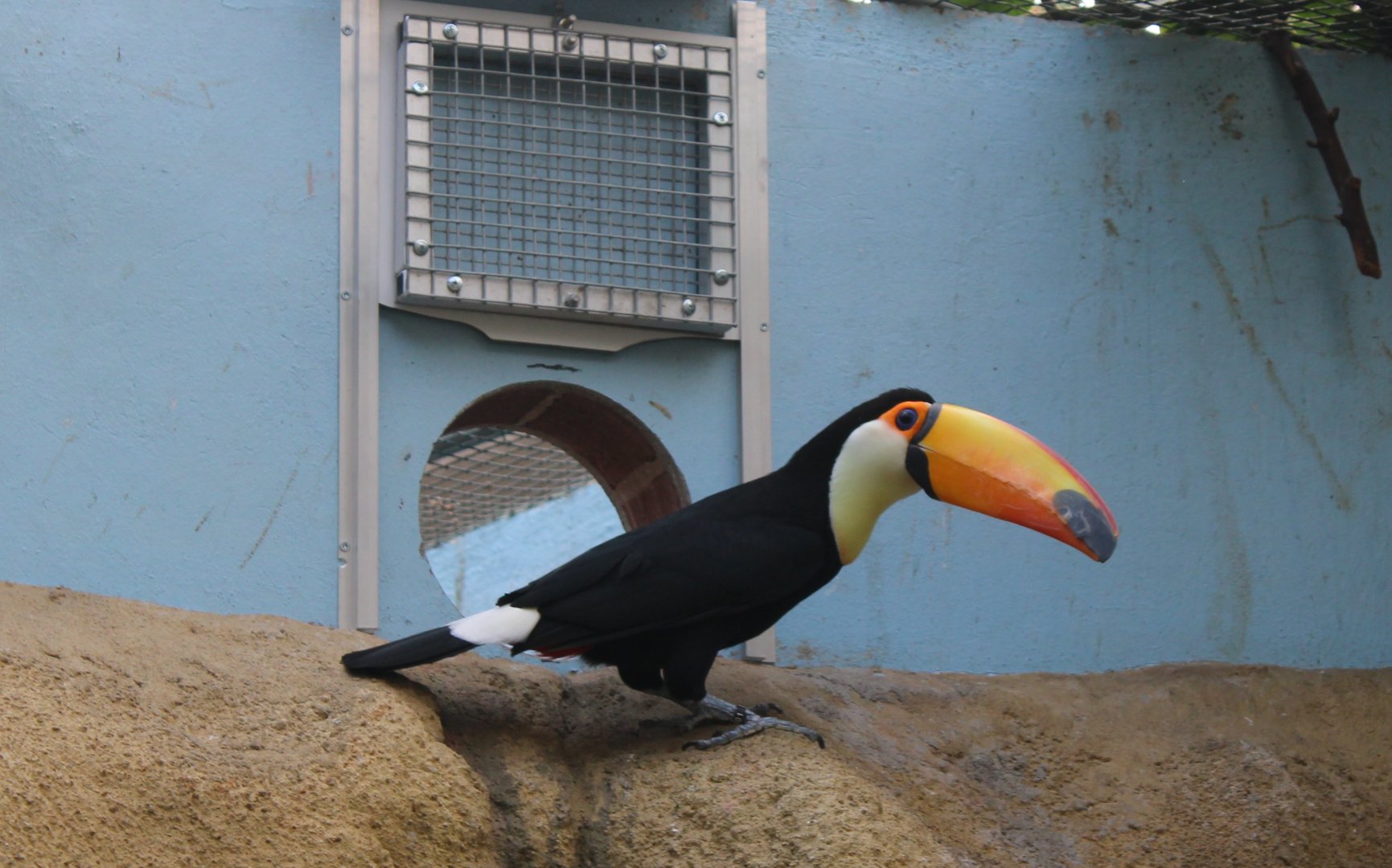 Toco toucan