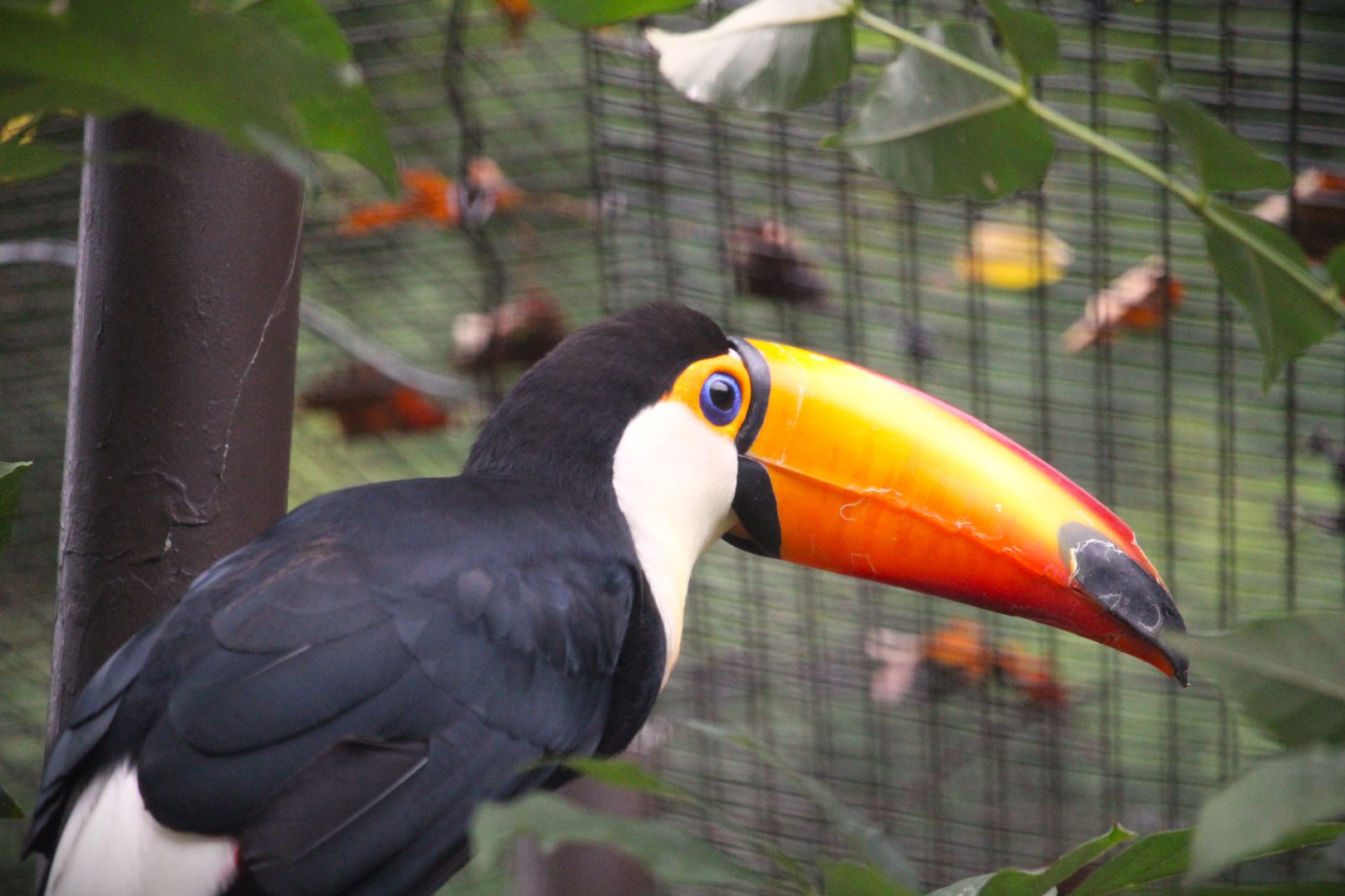 Toco Toucan