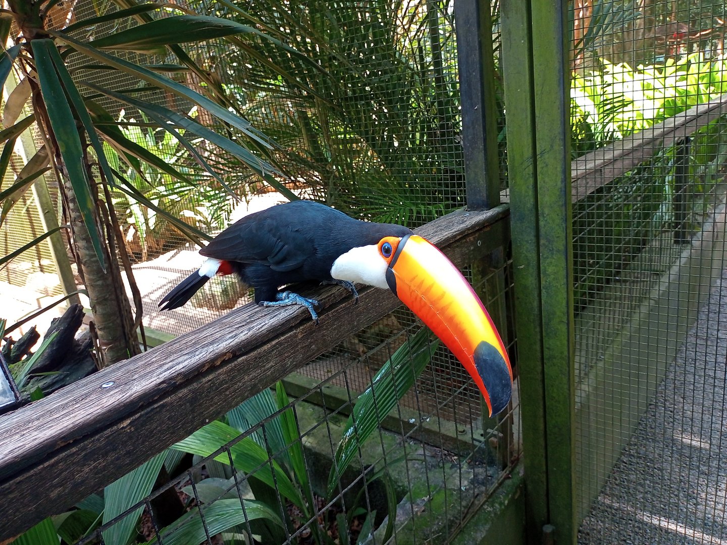 Toco toucan