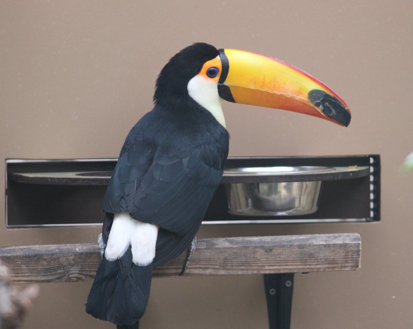 Toco toucan