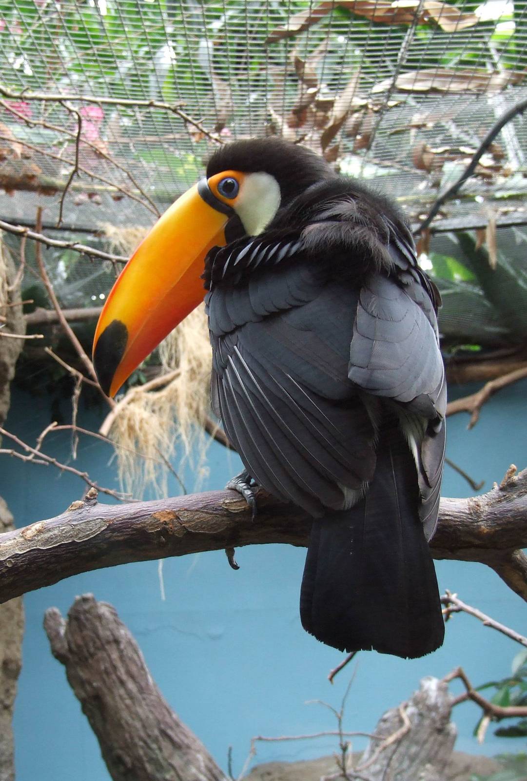 Toco Toucan