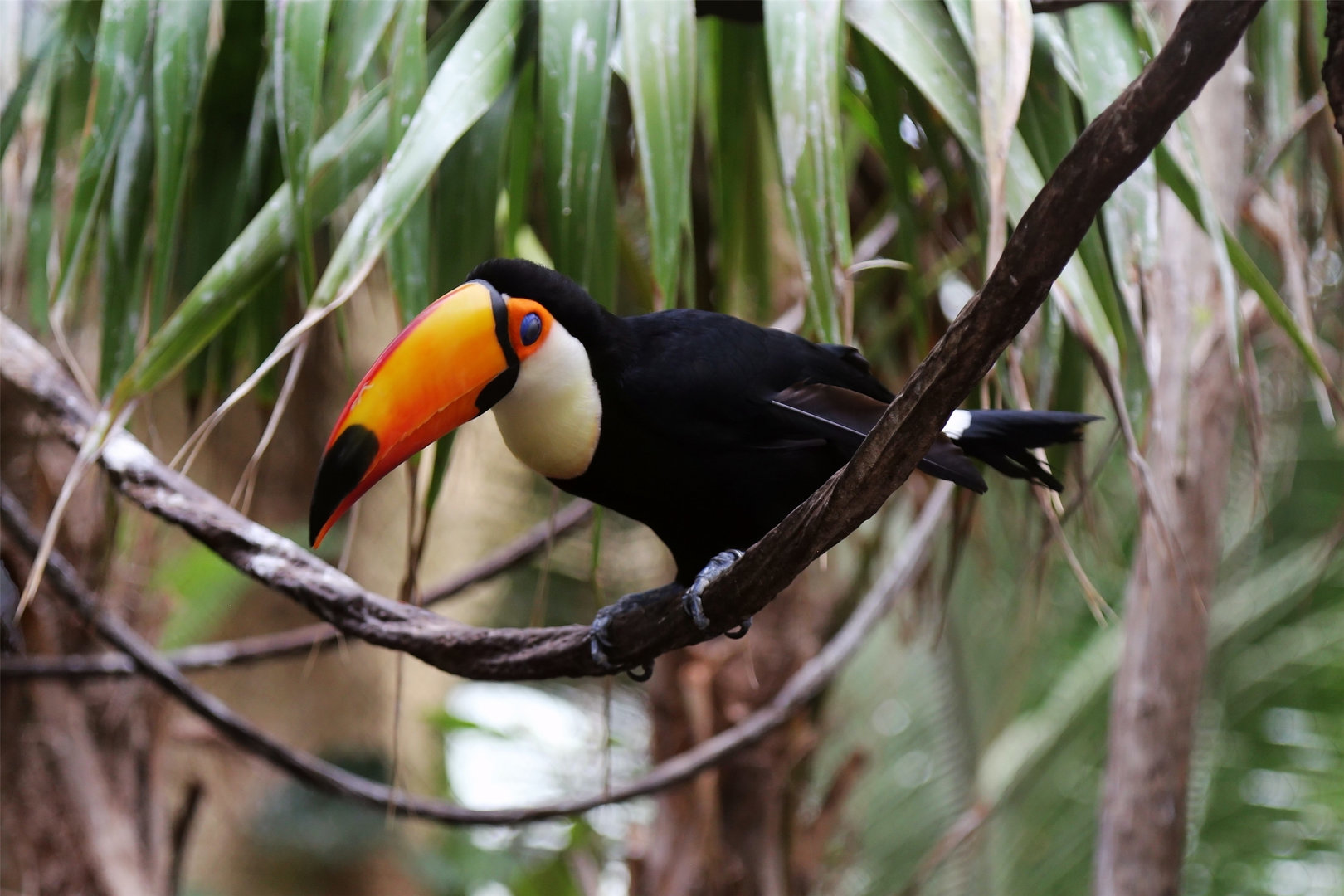 Toco Toucan