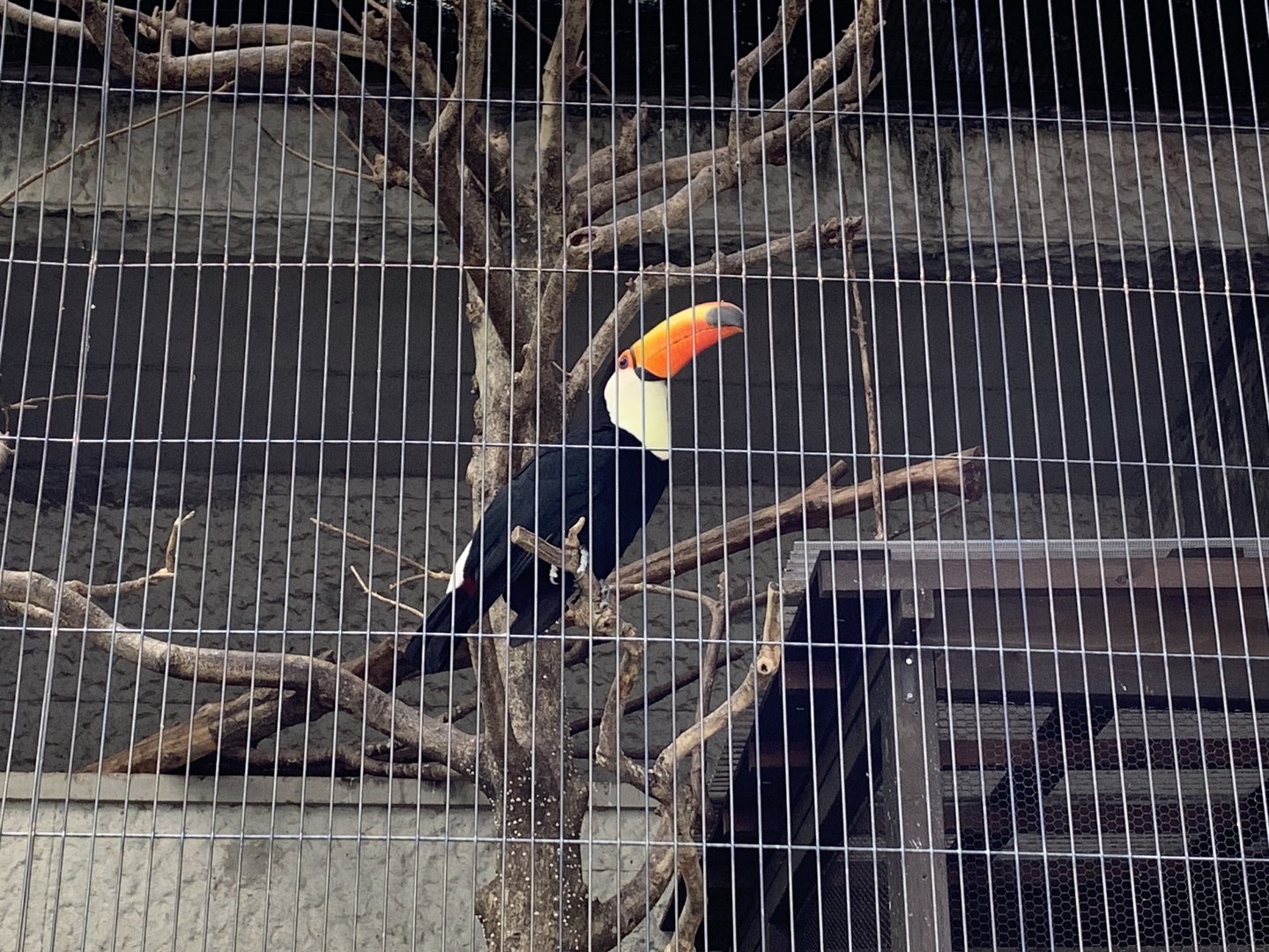 Toco Toucan
