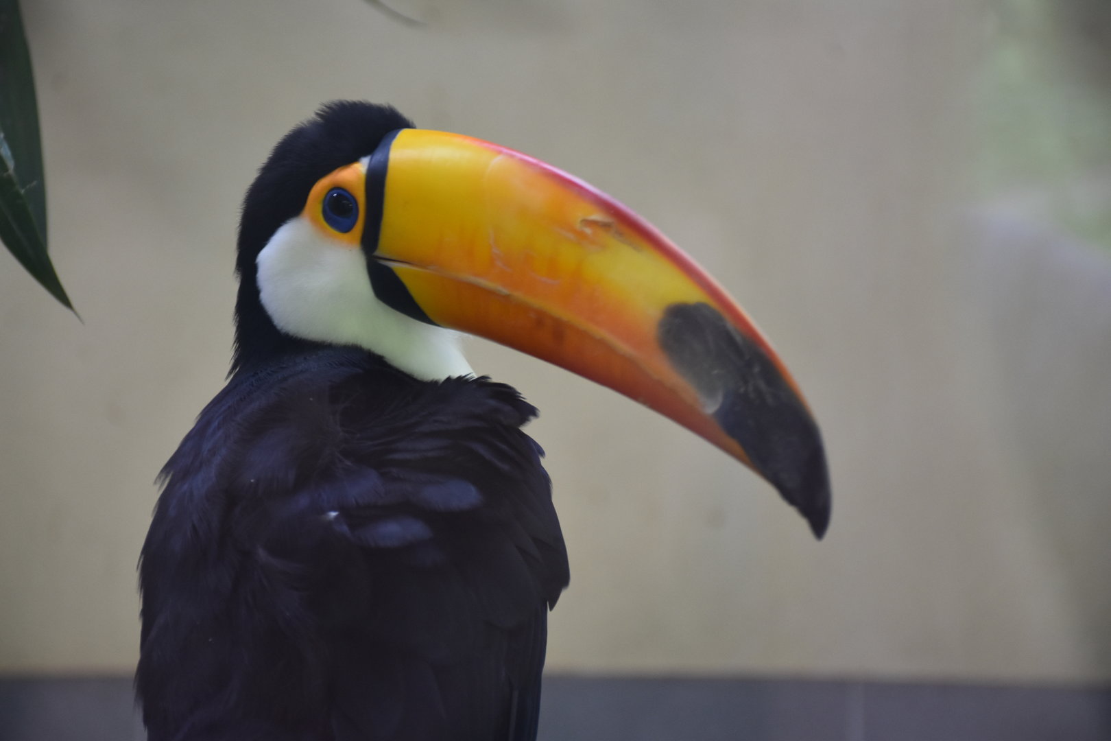 Toco toucan