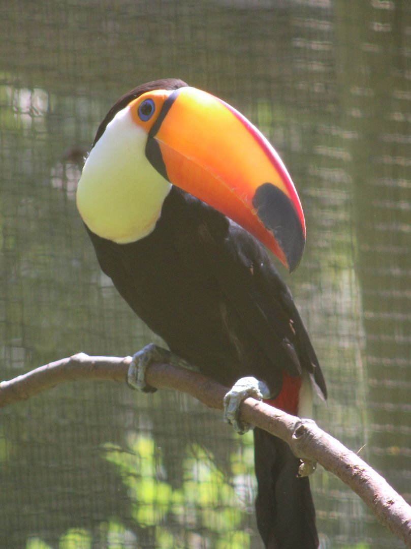 Toco toucan