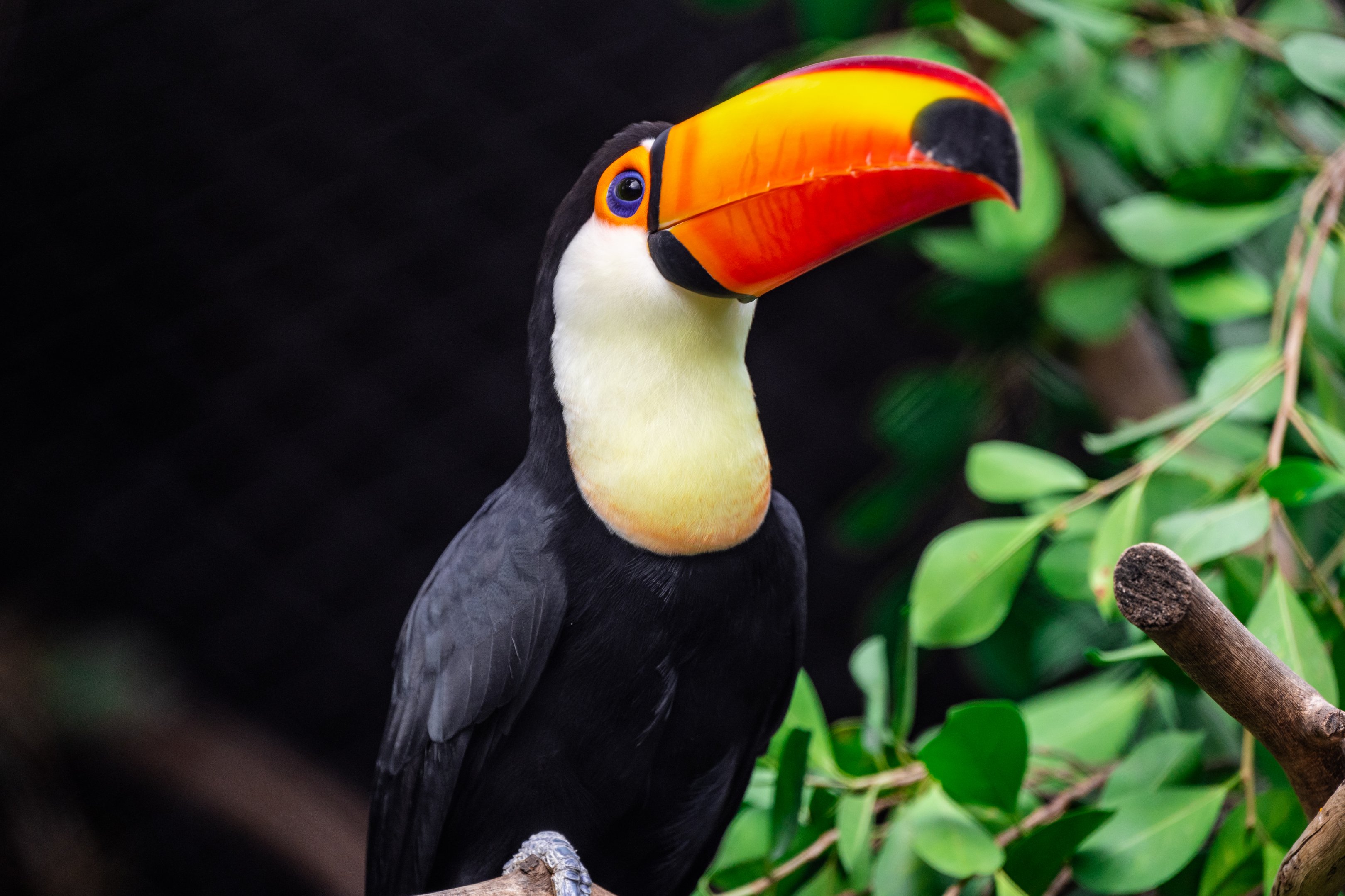 Toco Toucan