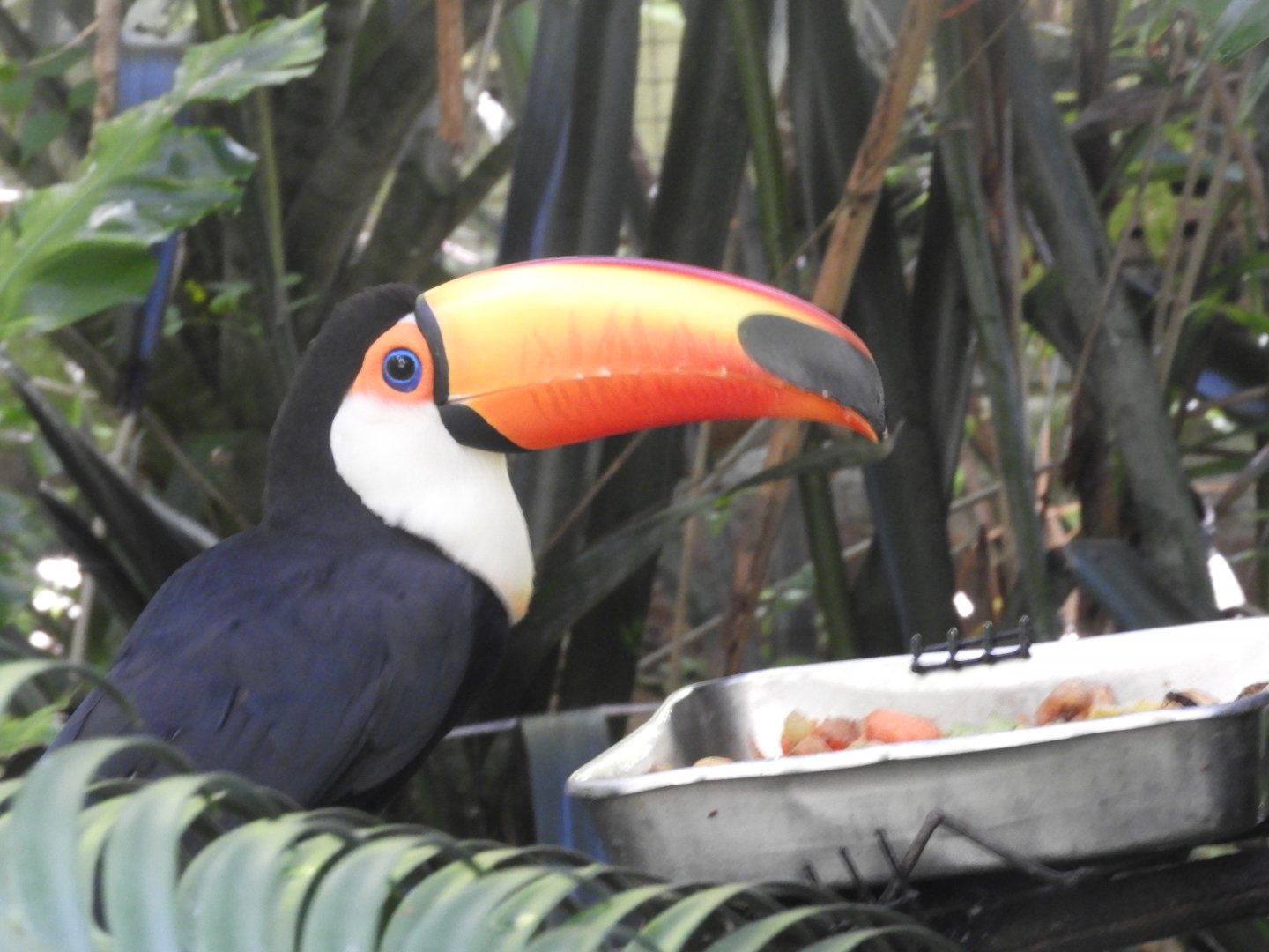 Toco toucan