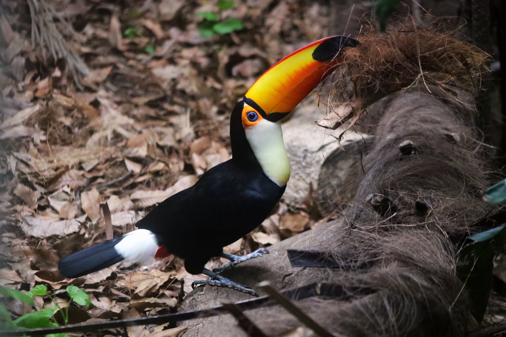Toco Toucan