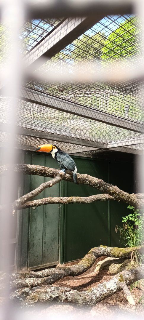 Toco Toucan
