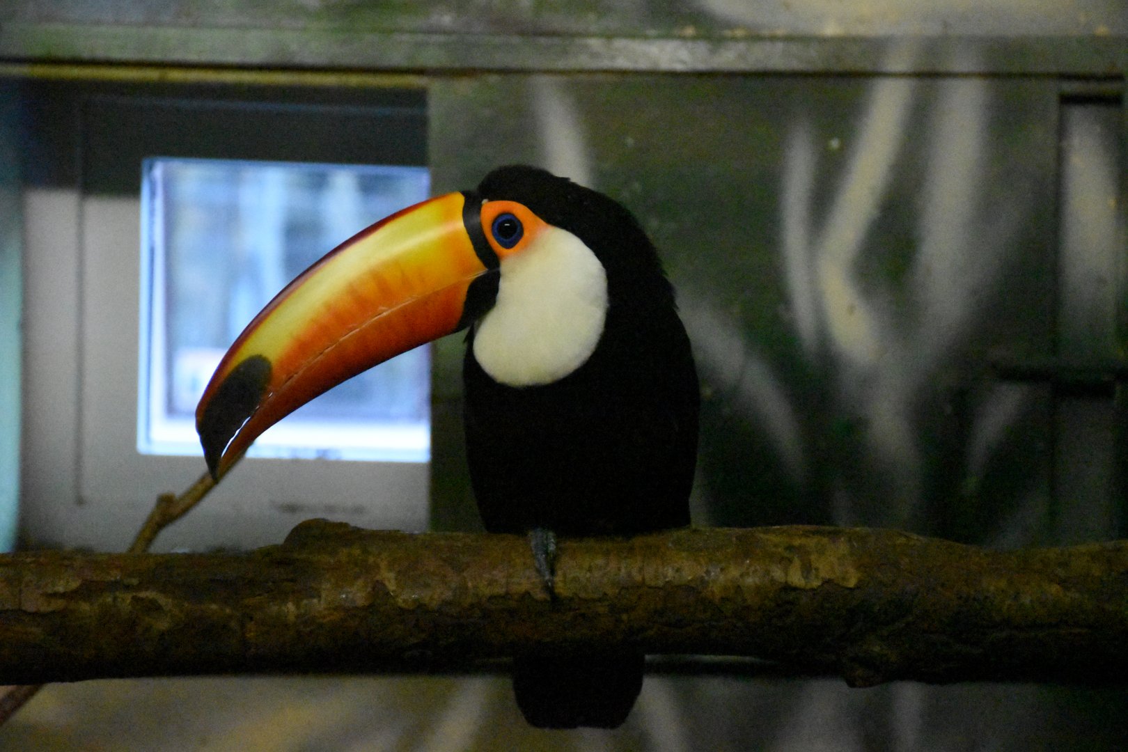 Toco toucan