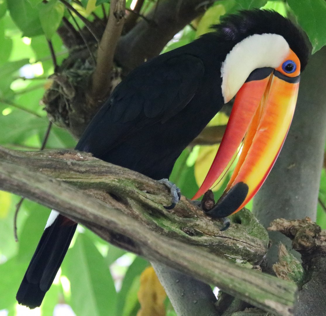 Toco Toucan