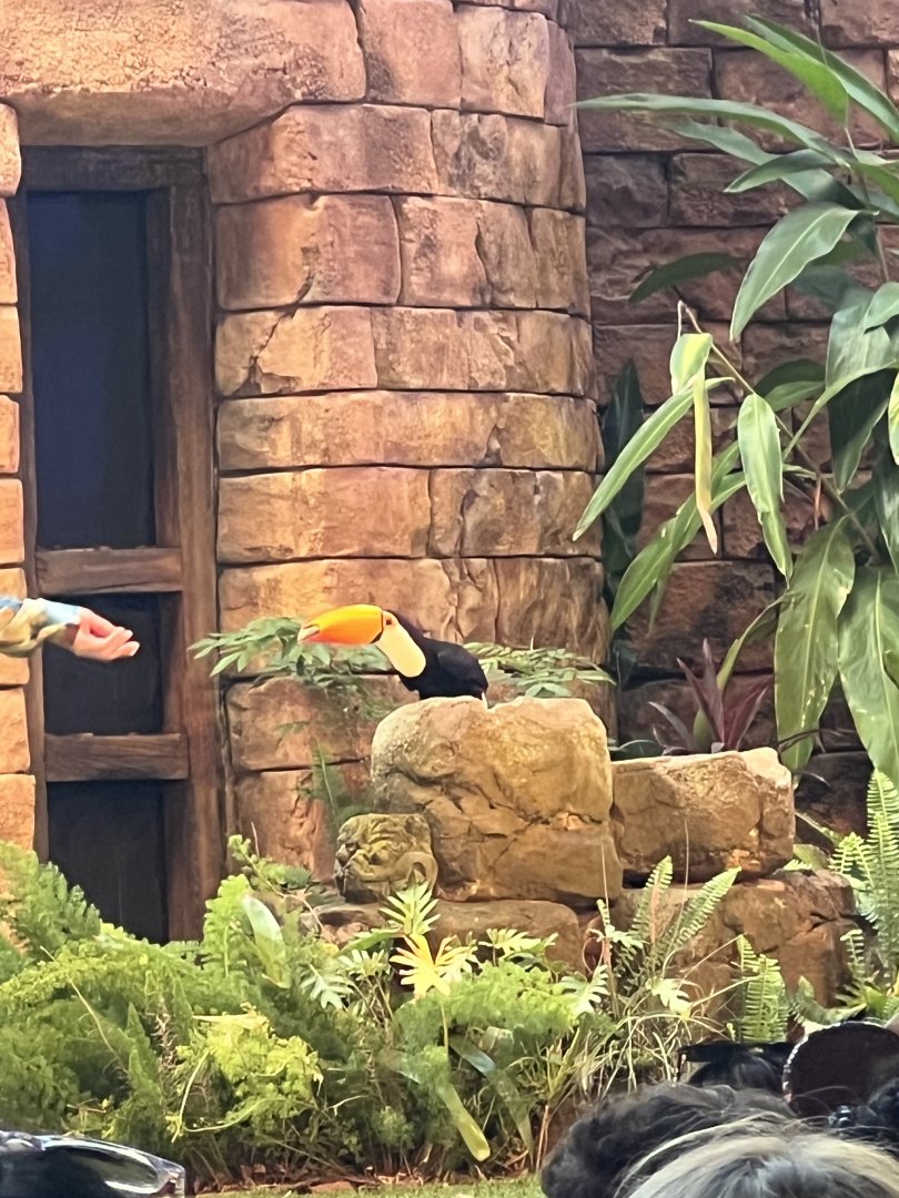 Toco Toucan