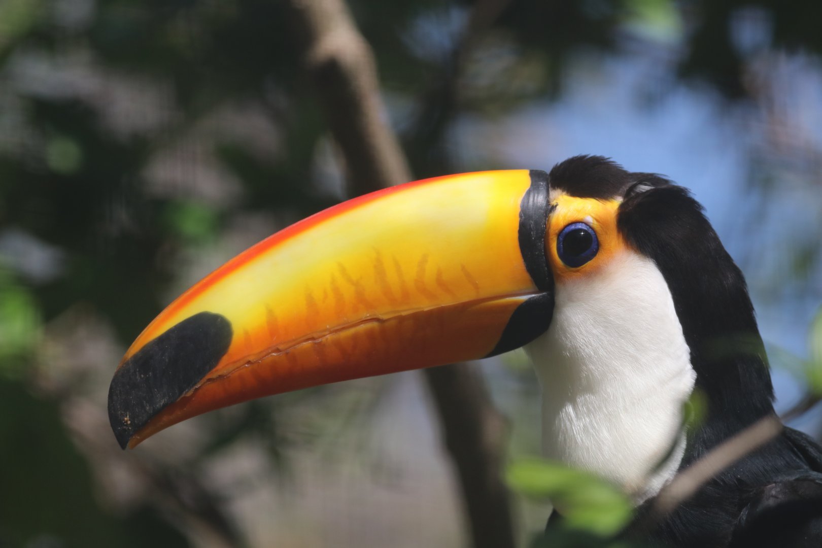 Toco toucan