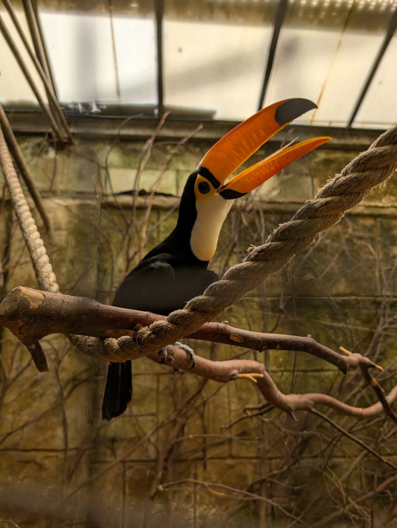 Toco Toucan