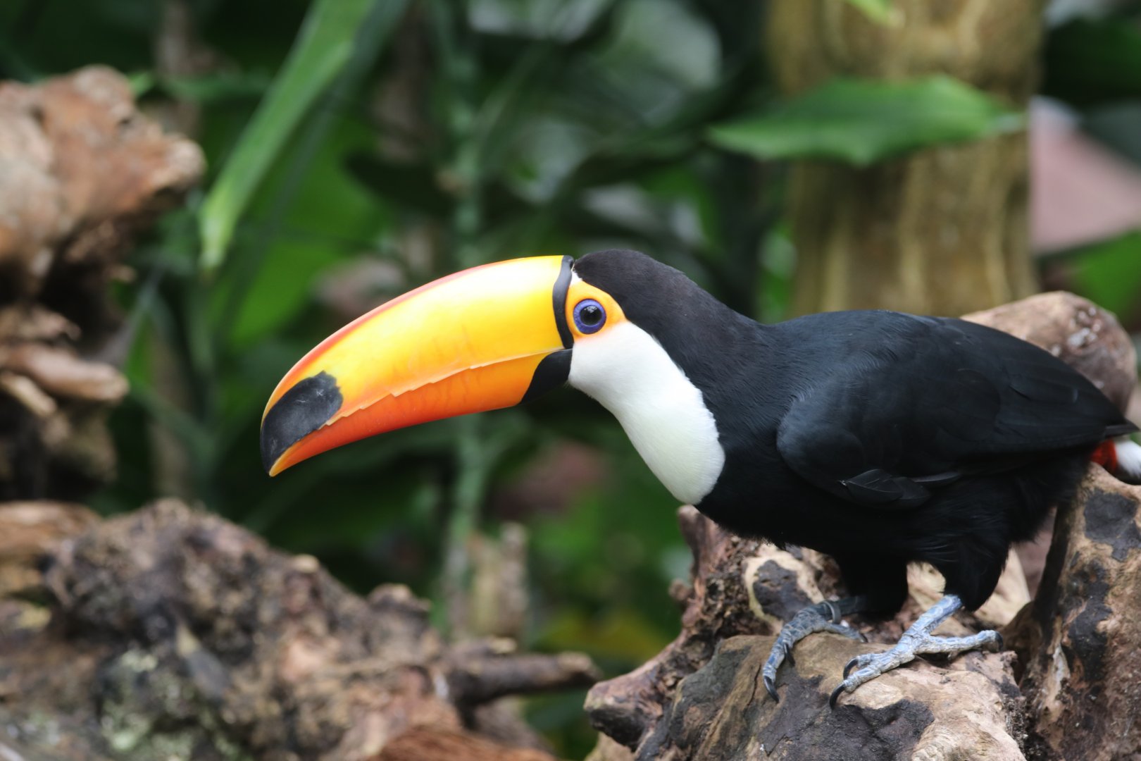 Toco toucan