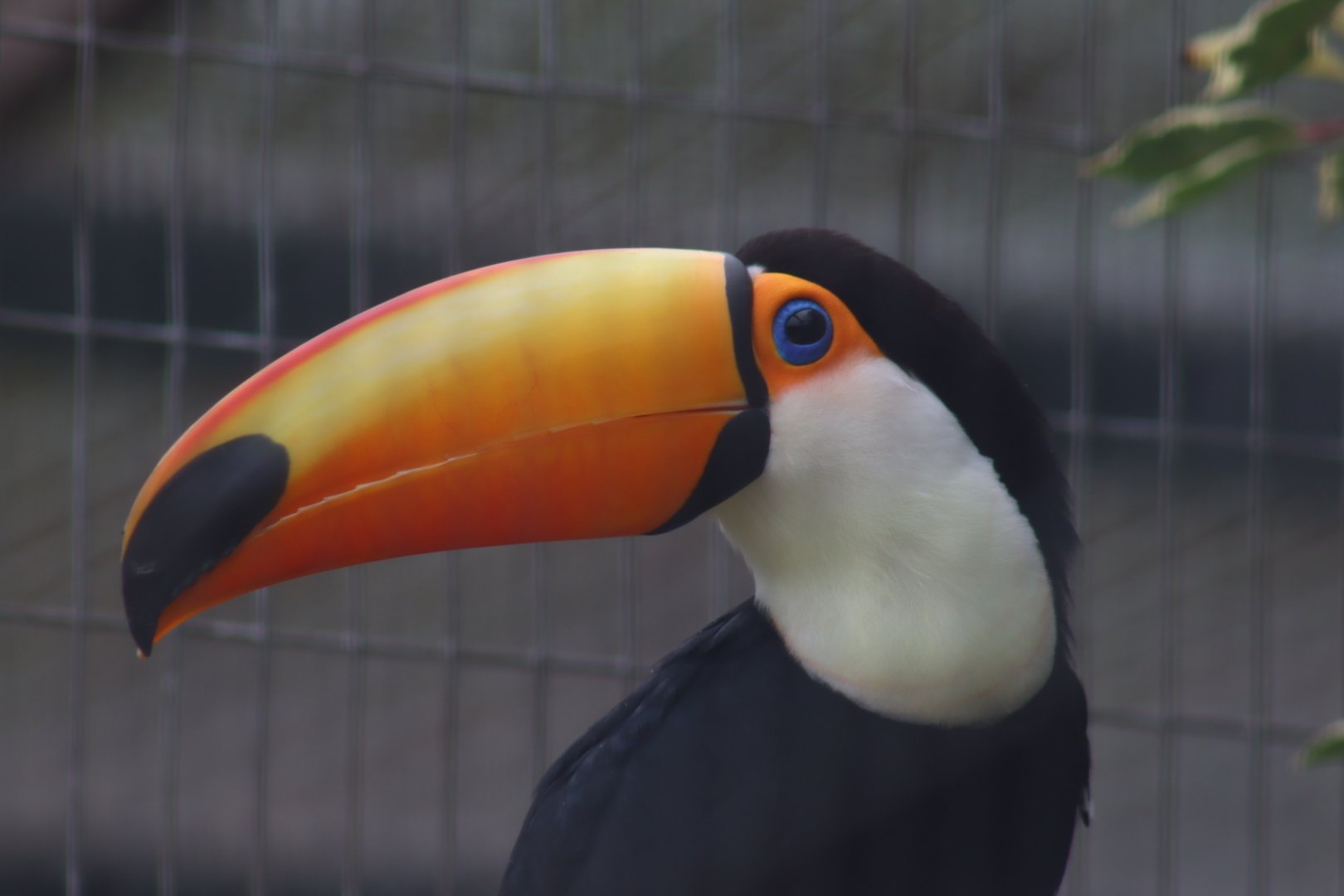 Toco Toucan