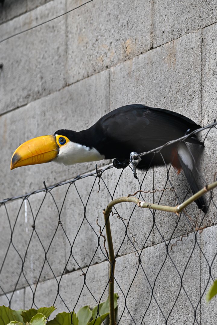 Toco toucan