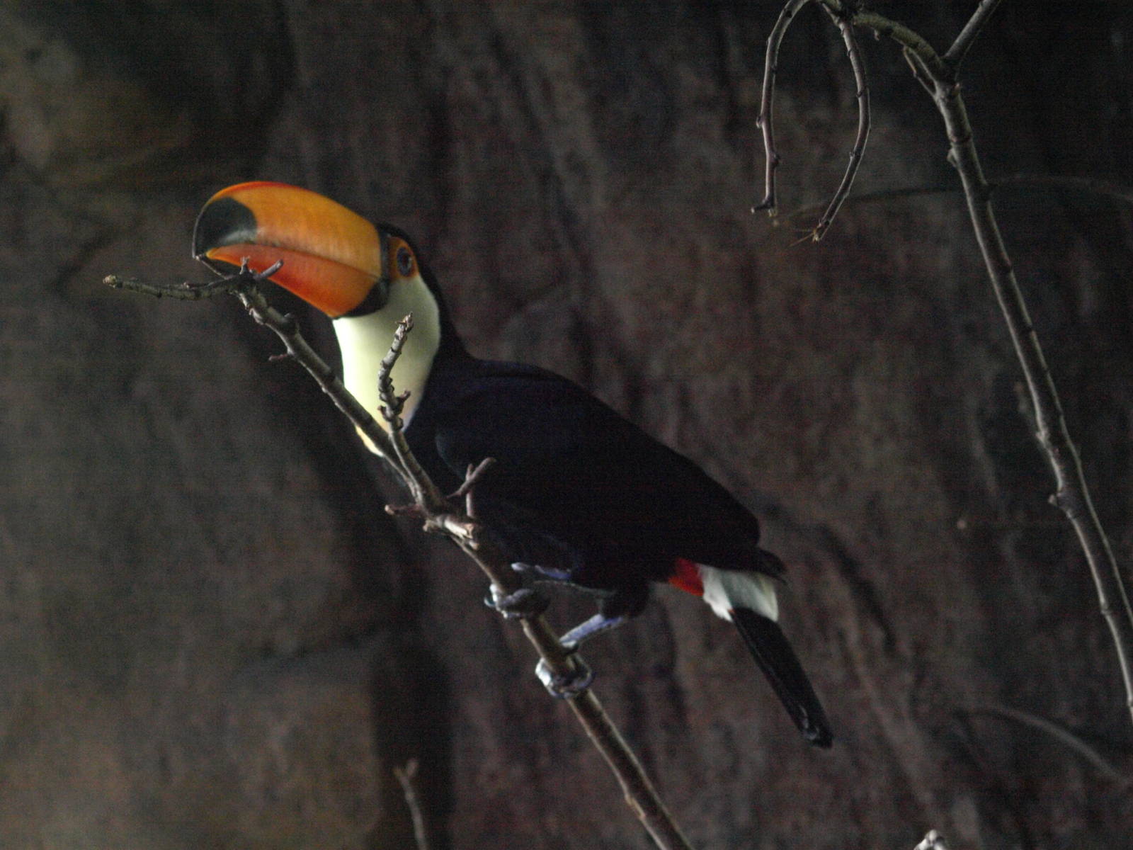 Toco toucan