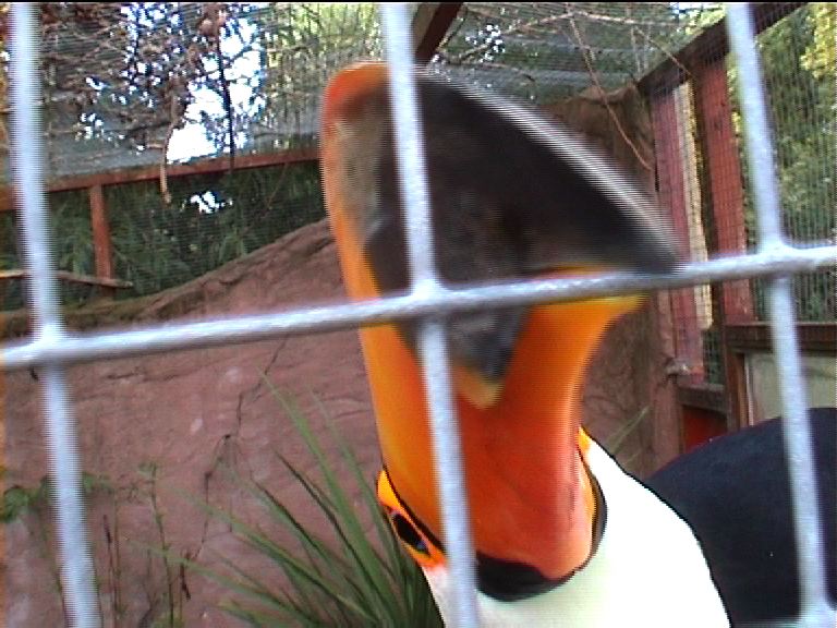 Toco toucan