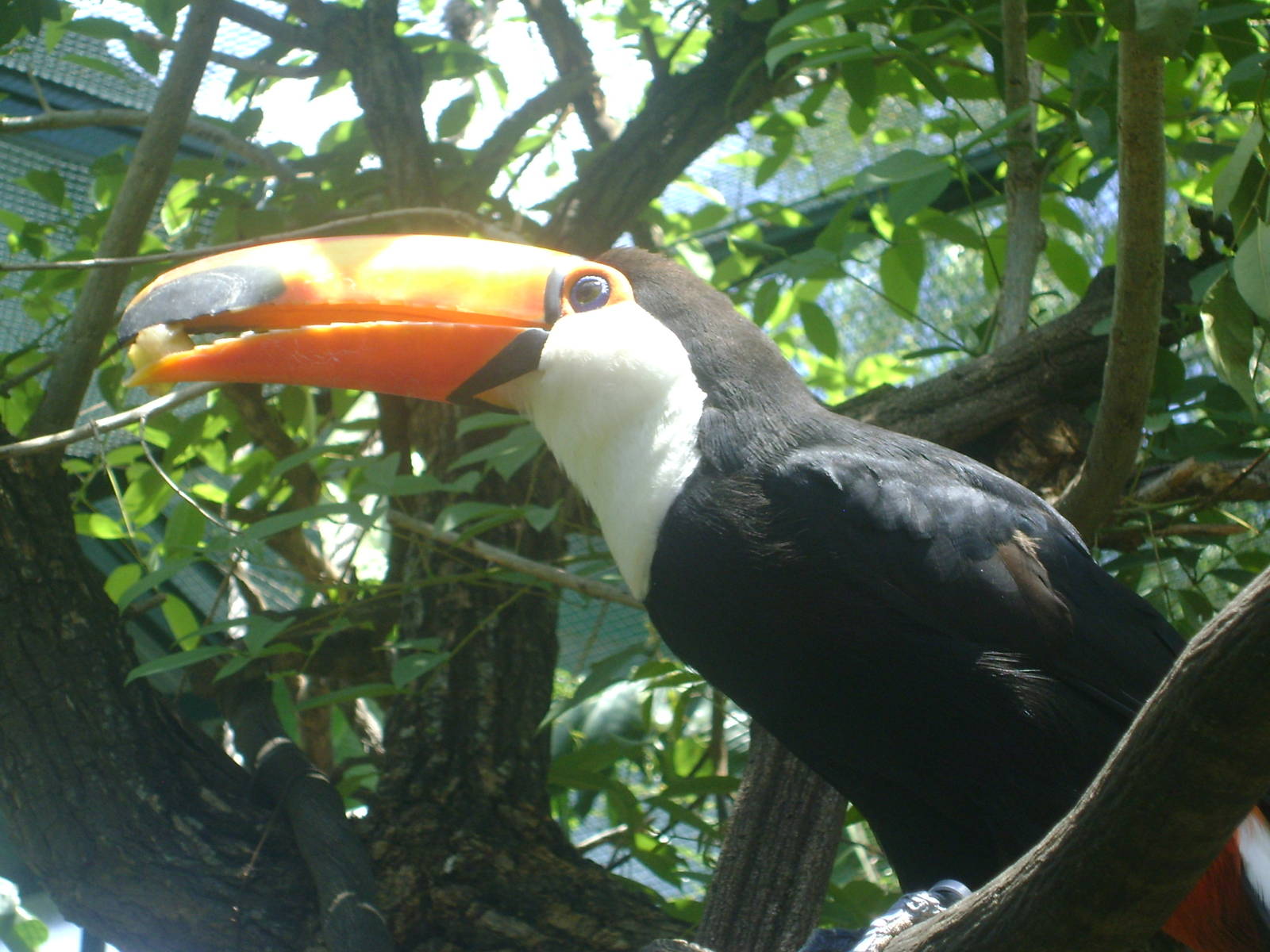 Toco Toucan