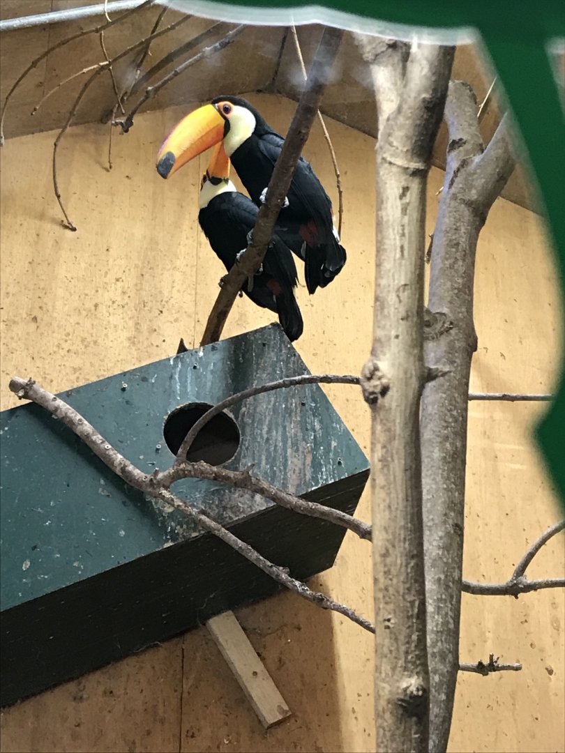 Toco toucans 050119