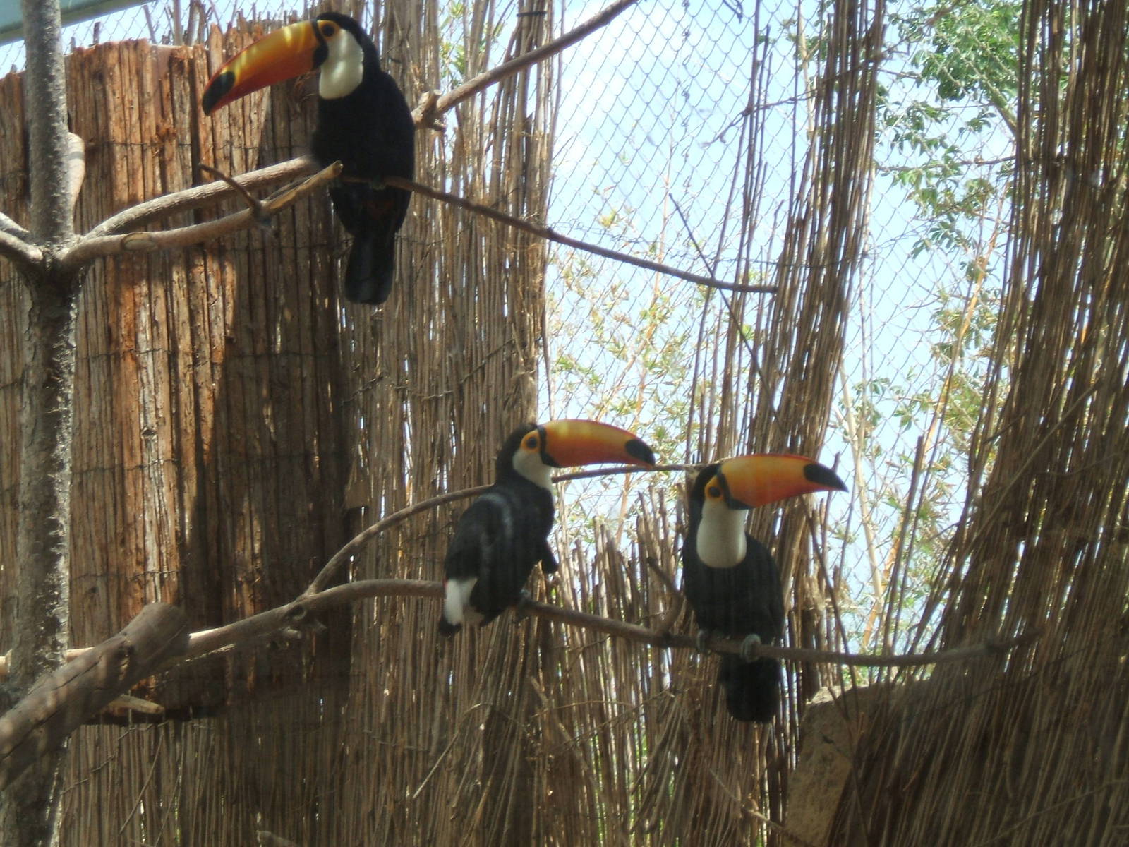 Toco Toucans at Terra Natura
