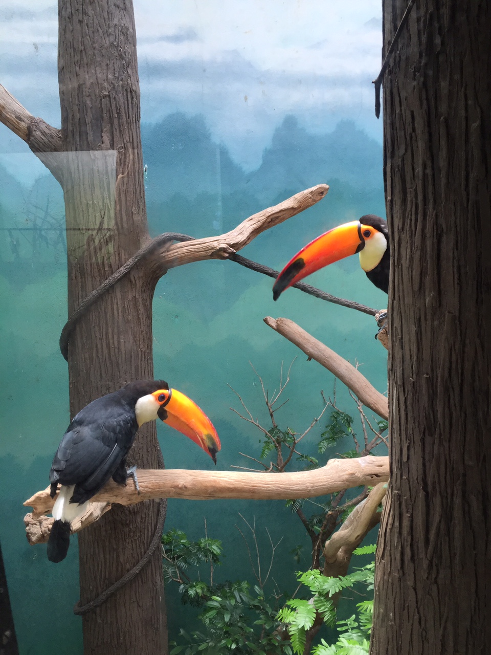 Toco Toucans in World of Birds
